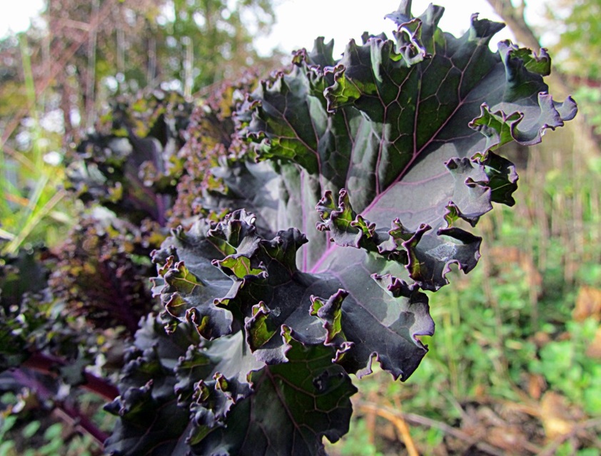 Growing Red Russian Kale: A Comprehensive Guide | Zen Garden Life